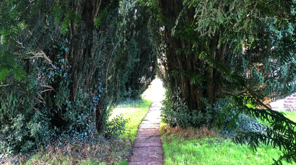 Yew Trees